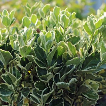 Euonymus-japonicus-kathy-1