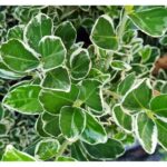 Euonymus-japonicus-kathy-2
