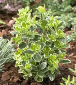 Euonymus-japonicus-kathy-3