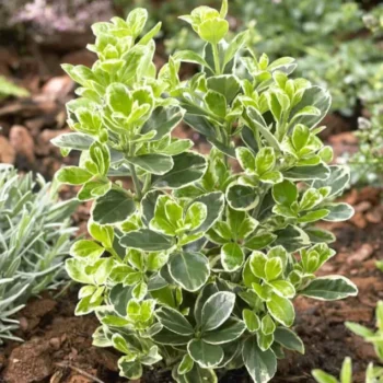 Euonymus-japonicus-kathy-3