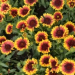 Gailardija-SpinTop-Starburst-1
