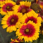 Gailardija-SpinTop-Starburst-4