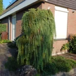 Larix-kaempferi-Stiff-Weeper-1