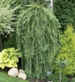 Larix-kaempferi-Stiff-Weeper-2