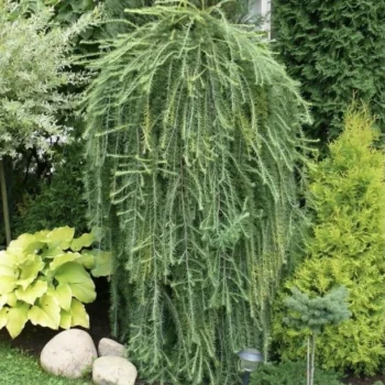 Larix-kaempferi-Stiff-Weeper-2