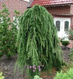 Larix-kaempferi-Stiff-Weeper-3