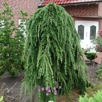 Larix-kaempferi-Stiff-Weeper-3