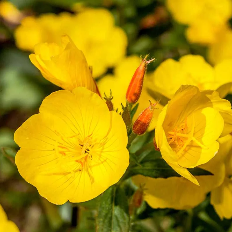 Oenothera-zuta-speciosa-1 Oenothera-zuta-speciosa-1