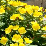 Oenothera-zuta-speciosa-2