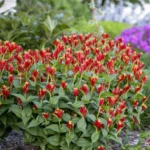 Spigelia-marilandica-Little-Redhead-1