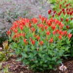Spigelia-marilandica-Little-Redhead-2