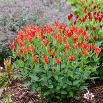 Spigelia-marilandica-Little-Redhead-2