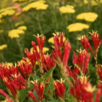 Spigelia-marilandica-Little-Redhead-3