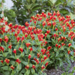 Spigelia-marilandica-Little-Redhead-4