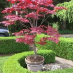 acer-palmatum-pixie-1