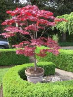 acer-palmatum-pixie-1