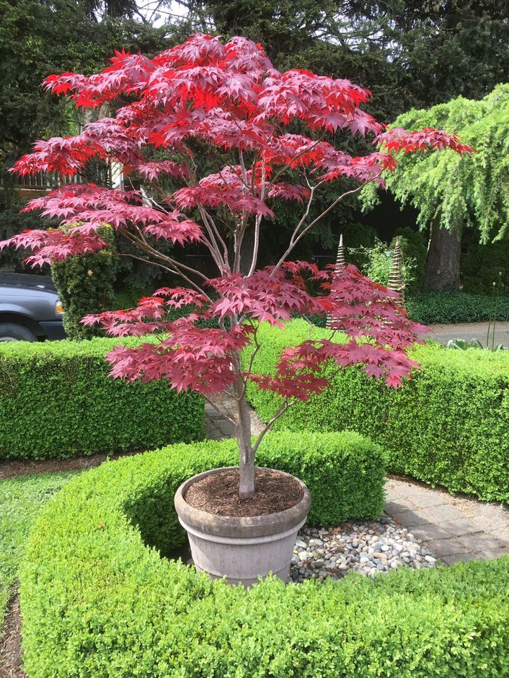 acer-palmatum-pixie-1 acer-palmatum-pixie-1