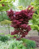 acer-palmatum-pixie-2