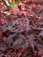 acer-palmatum-pixie-3