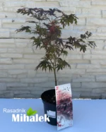acer-palmatum-pixie-sadnice