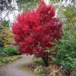 acer-palmatum-skeeters-broom-1