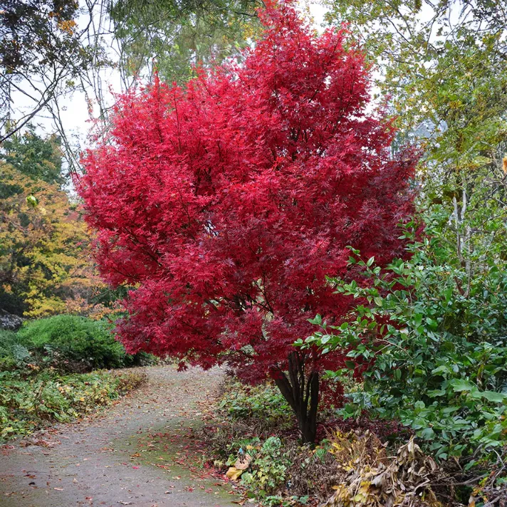 acer-palmatum-skeeters-broom-1 acer-palmatum-skeeters-broom-1