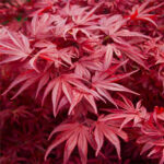 acer-palmatum-skeeters-broom-2