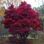acer-palmatum-skeeters-broom-3