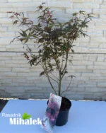 acer-palmatum-skeeters-broom-sadnica