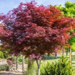 acer-palmatum-sumi-nagashi-1