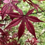 acer-palmatum-sumi-nagashi-2