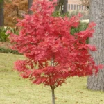 acer-palmatum-sumi-nagashi-3