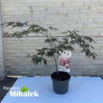 acer-palmatum-sumi-nagashi-sadnice