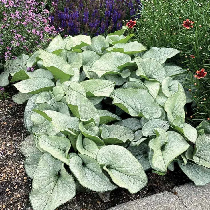 brunnera-alexandria-1 brunnera-alexandria-1