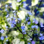 brunnera-alexandria-2