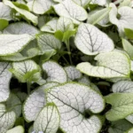 brunnera-alexandria-3