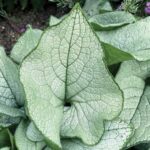 brunnera-alexandria-4