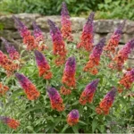 budleja-davidii-flower-power-5