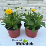coreopsis-solana-golden-sphere-sadnice