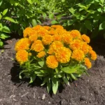 coreopsis-solanna-golden-sphere-1