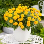 coreopsis-solanna-golden-sphere-2