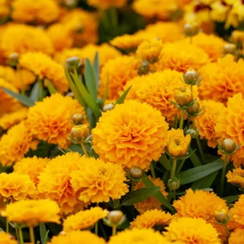 coreopsis-solanna-golden-sphere-3