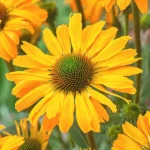 ehinacea-yellow-shades-1