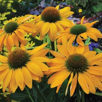 ehinacea-yellow-shades-2