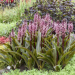 eucomis-purple-reign-1