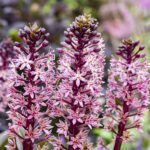 eucomis-purple-reign-2