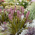 eucomis-purple-reign-3