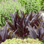 eucomis-purple-reign-4