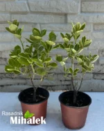 euonymus-kathy-sadnice