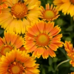gailardija-spintop-mango-1